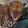 Der ruhende Jäger (Leopard)