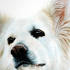 weißer Schäferhund