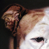 Lola Bulldogge