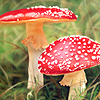 Fliegenpilze