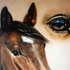 Pferdeportrait
