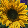 Sonnenblume