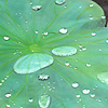 Seerosenblatt mit Wassertropfen
